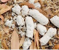 That White Dog Poop From the 70's | All Dogs Poop | Pet Service For NJ
