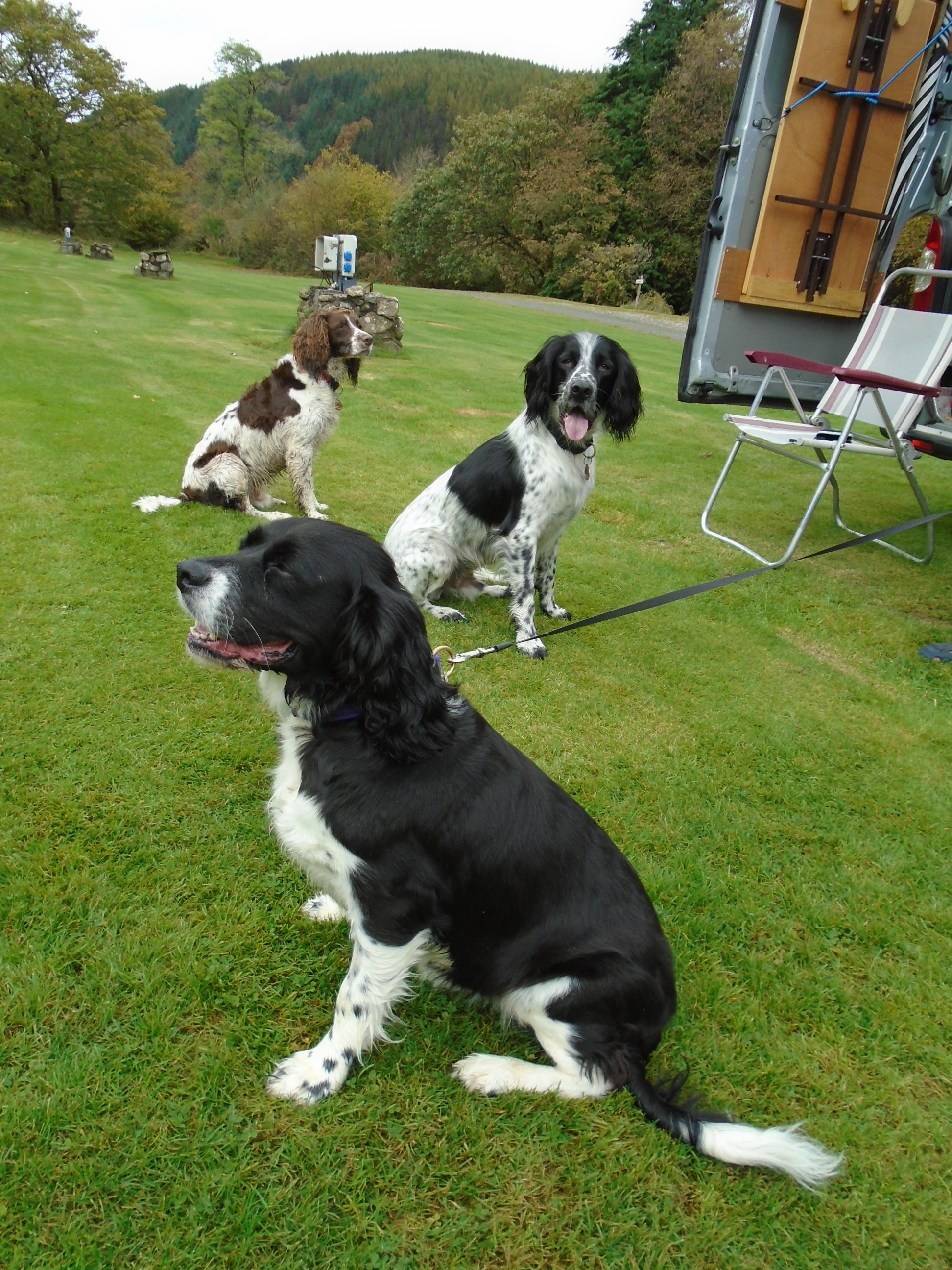 3dogs3.JPG