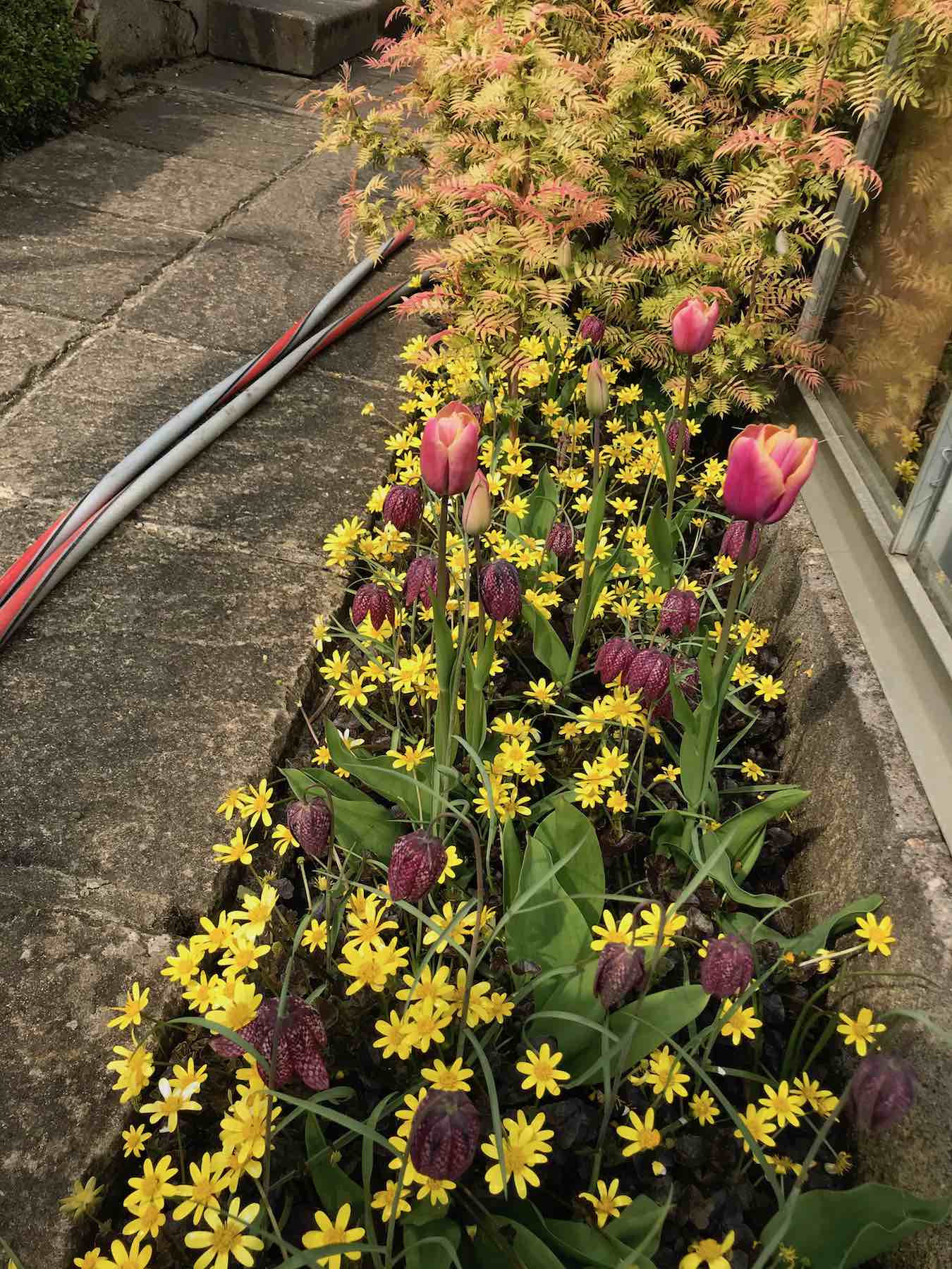 April 11 Greenhouse border.jpg