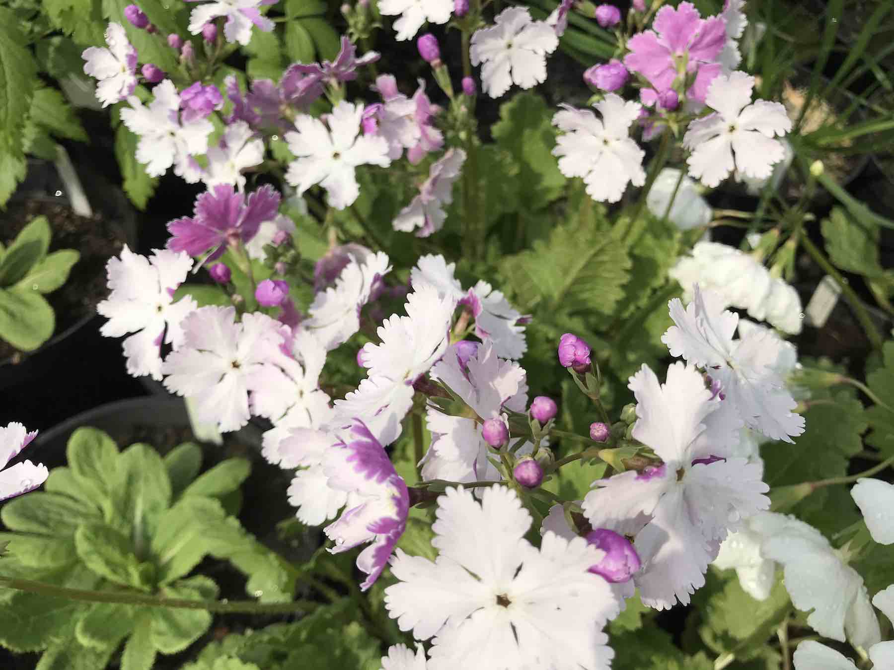 April 11 Primula sieboldii pink reverse.jpg