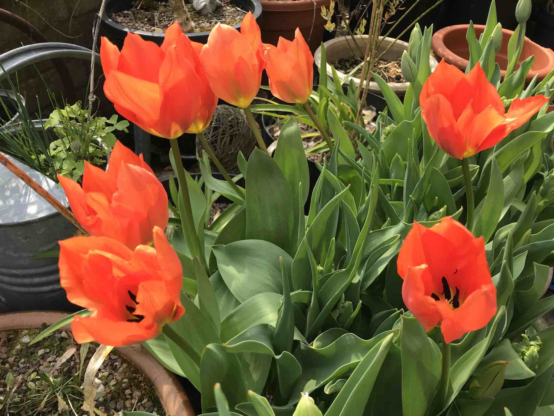 April 11 Tulipa Brilliant Orange.jpg