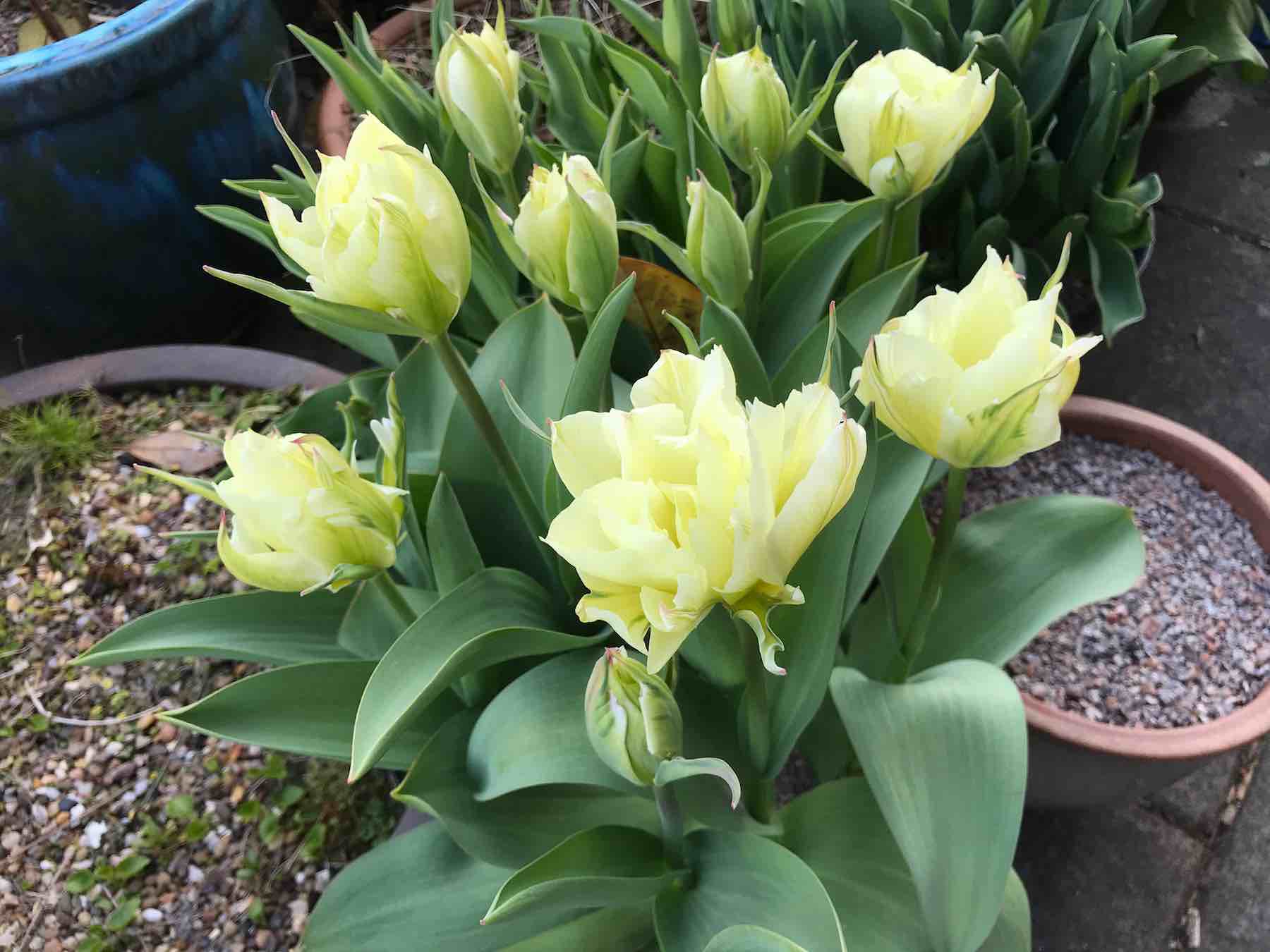 April 11 Tulipa Exotic Emperor-02.jpg