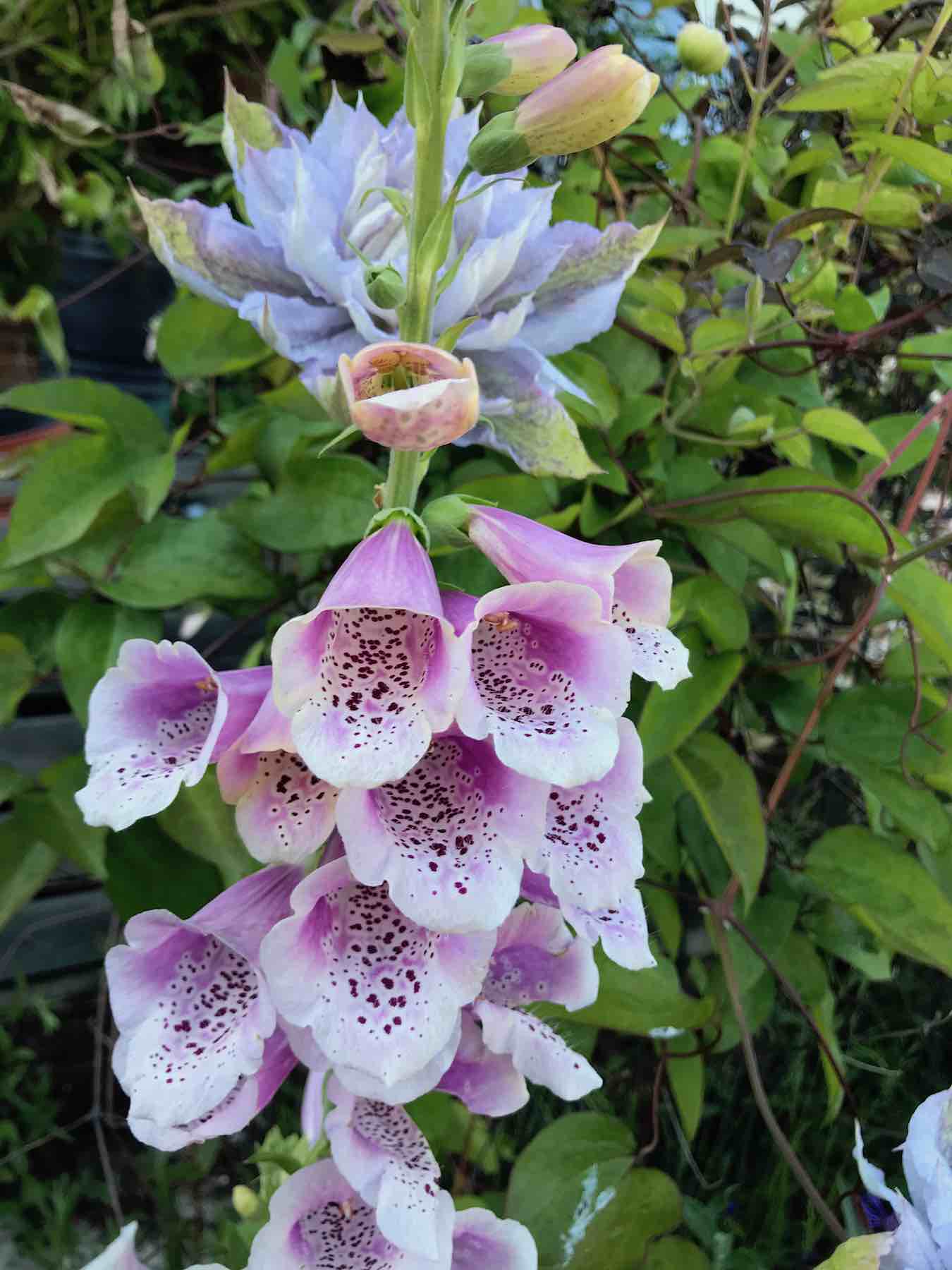 Clematis Louise Rowe and foxglove.jpg