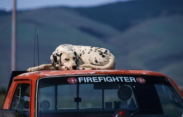 Dalmation on roof.jpg