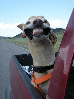 dog.s.head_.out_.car_.window.jpg