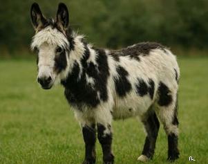 donkey.jpg