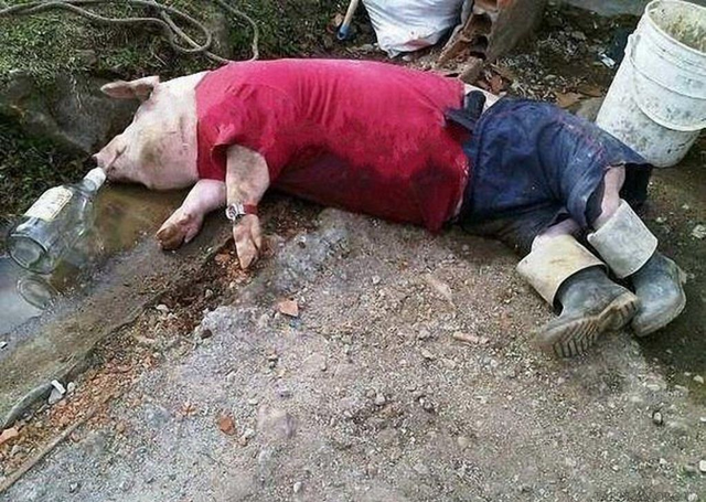 drunk pig.png