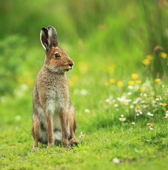 hare.jpg