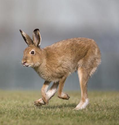 hare.jpg