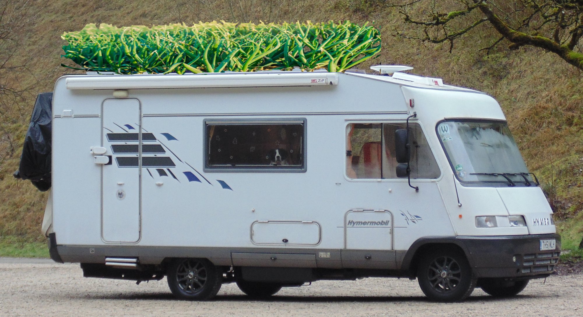 Hymer roof garden.jpg