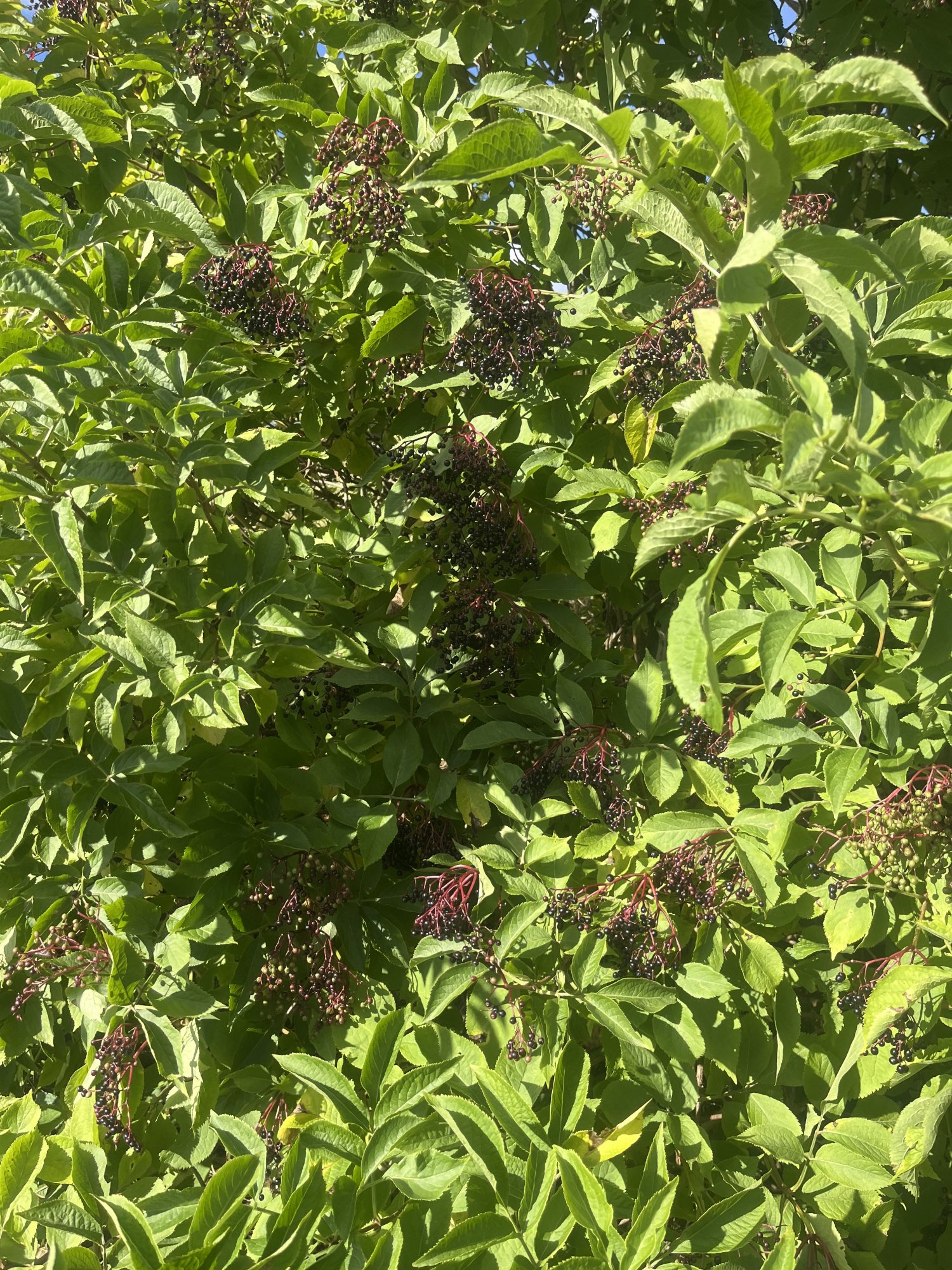IMG_0142.jpeg