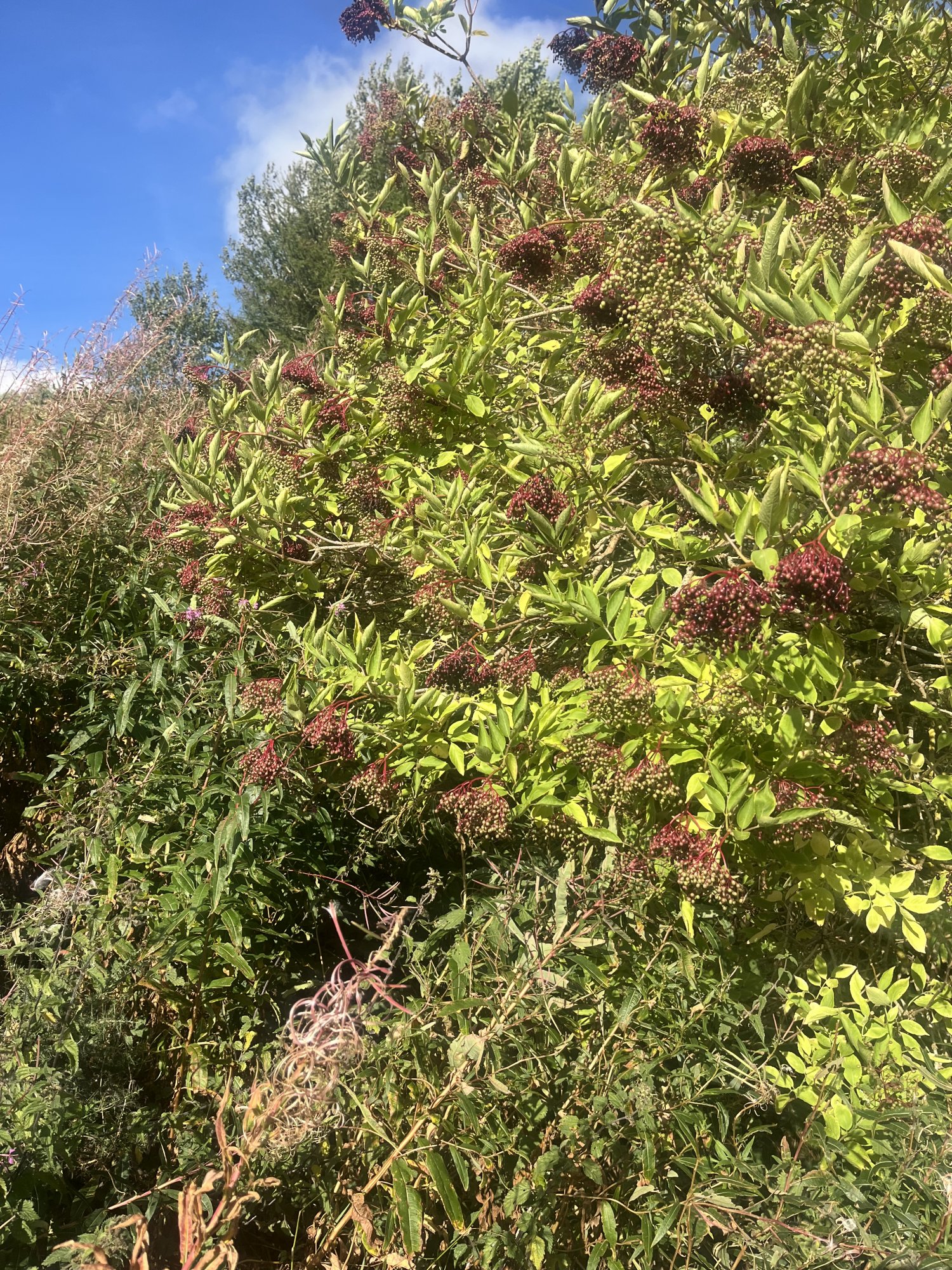 IMG_0143.jpeg