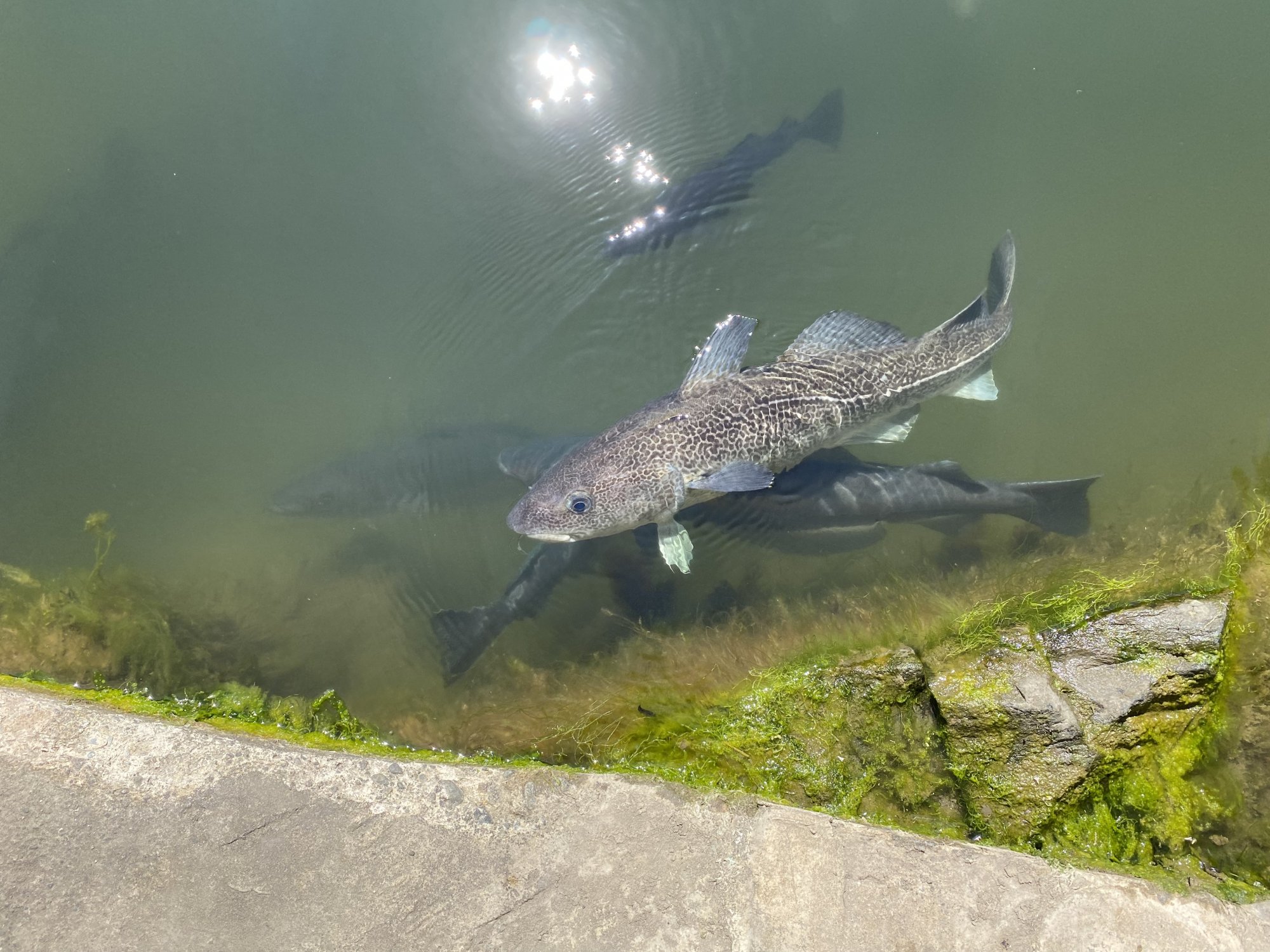 Port Logan fish pond. | Wild Camping for Motorhomes