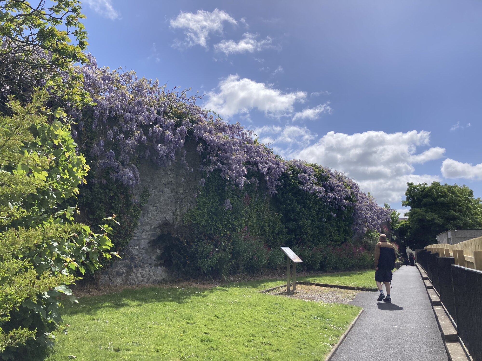 IMG_7017.jpeg