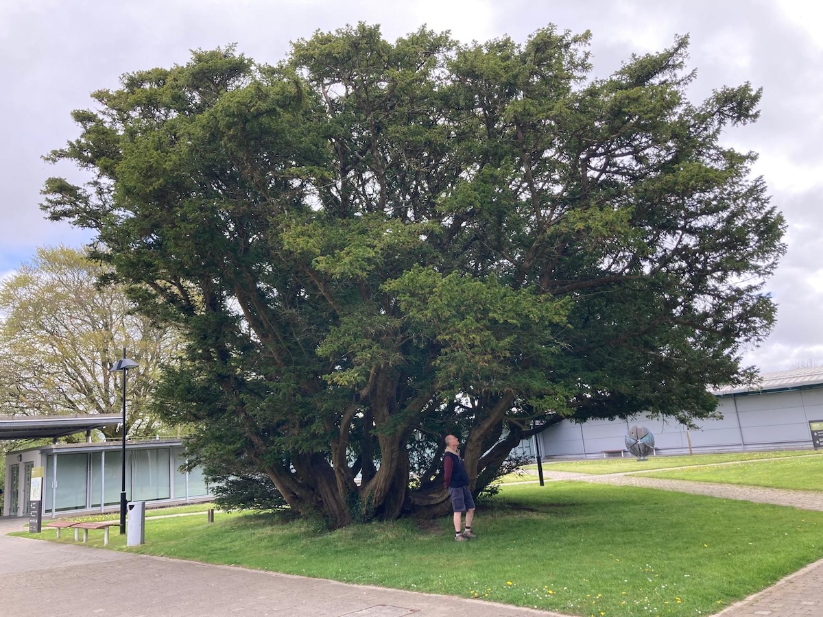 Irish Yew 1.jpeg