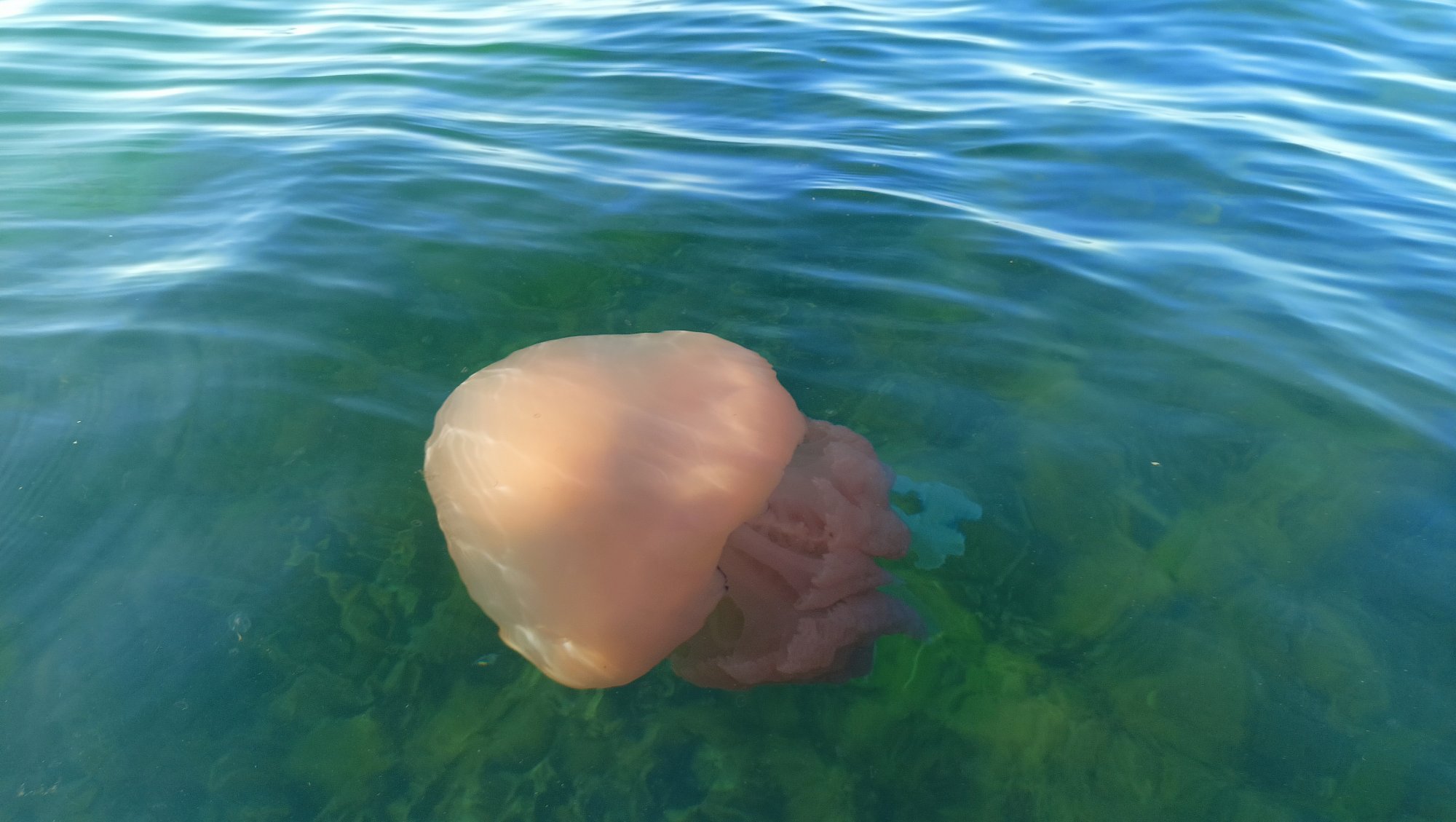 jelly2.jpg