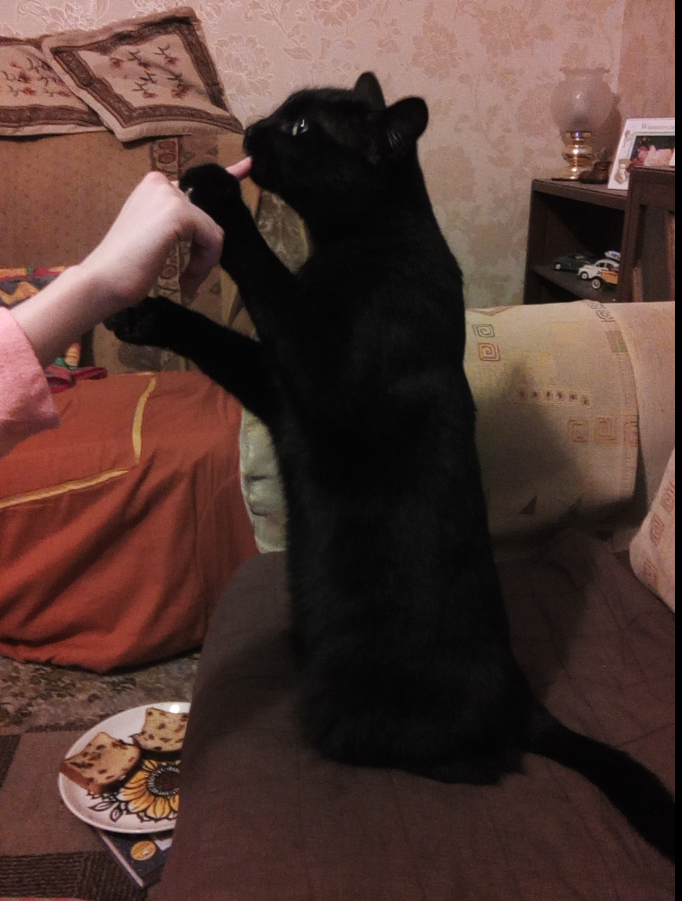 jet begging.png
