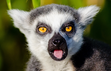 lemur.png