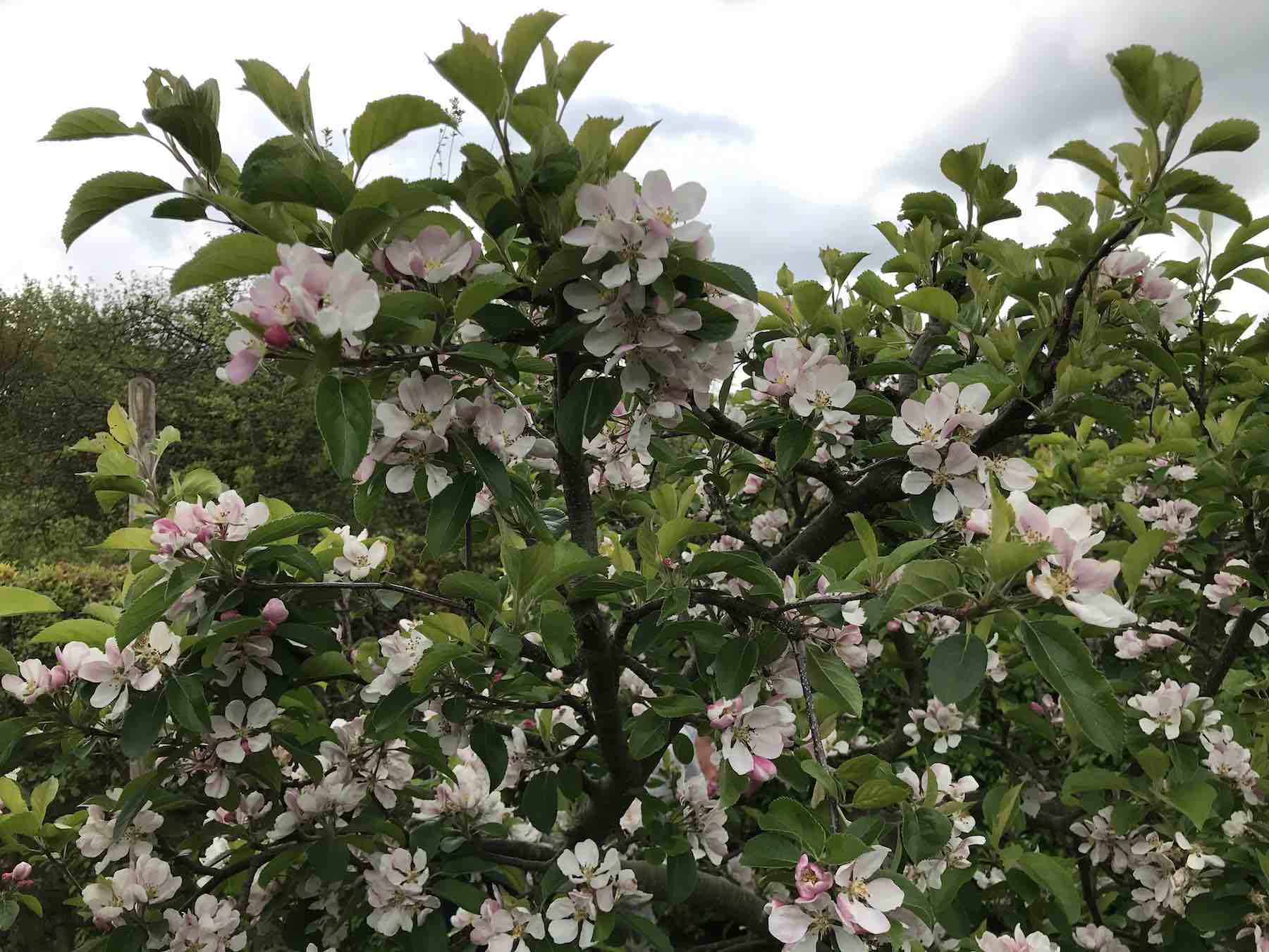 May 4th 2020 Apple blossom-01.jpg