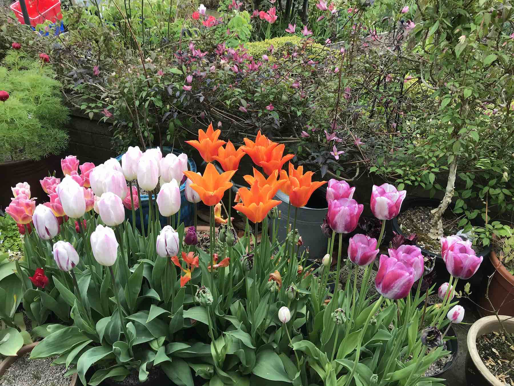 May 4th 2020 Assorted tulips in pots-01.jpg