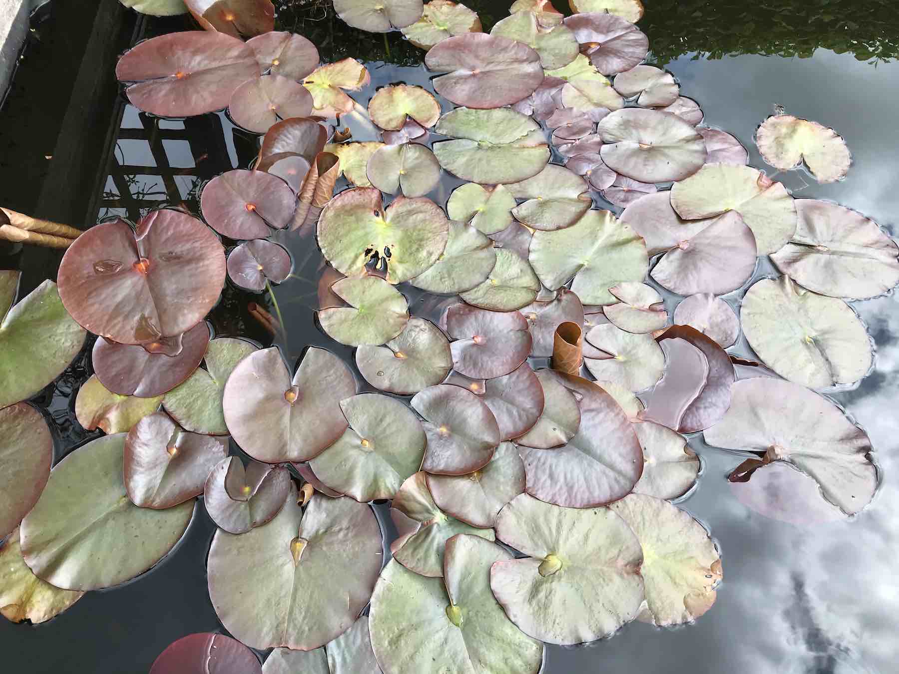 May 4th 2020 water lily leaves-02.jpg