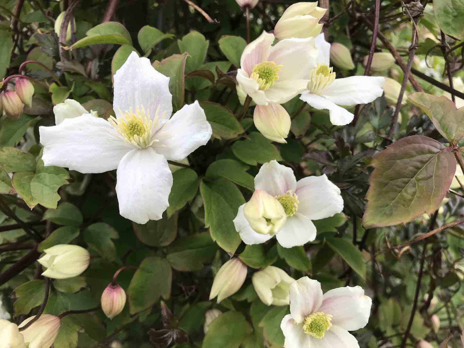 May 4th 2020 White clematis montana-01.jpg