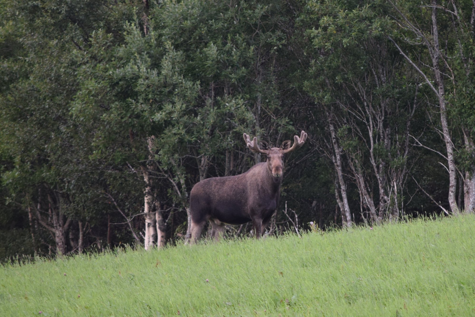 moose (15).JPG