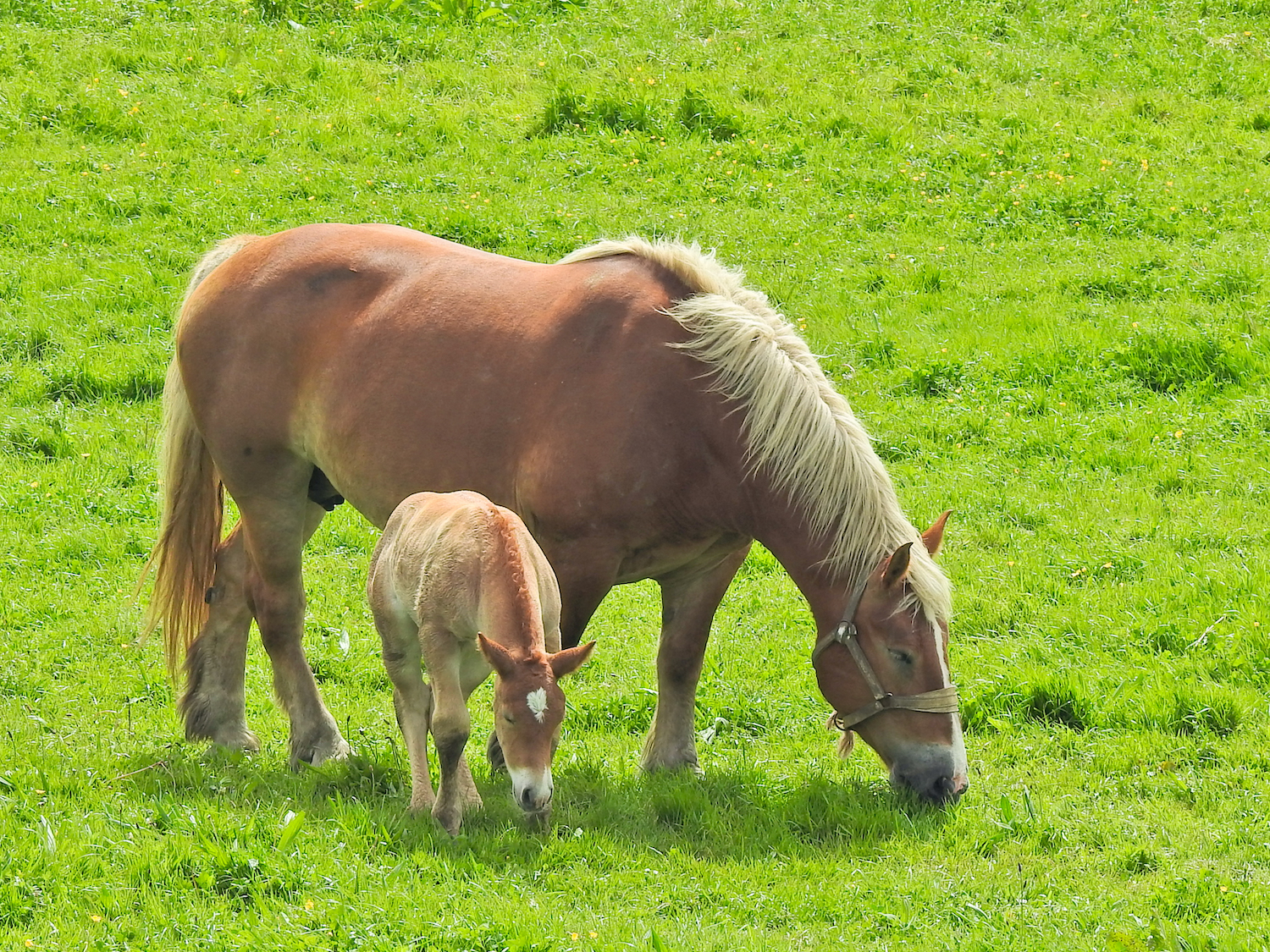 Mum with foal.jpg