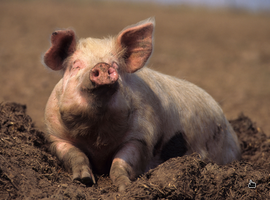 piggy.png