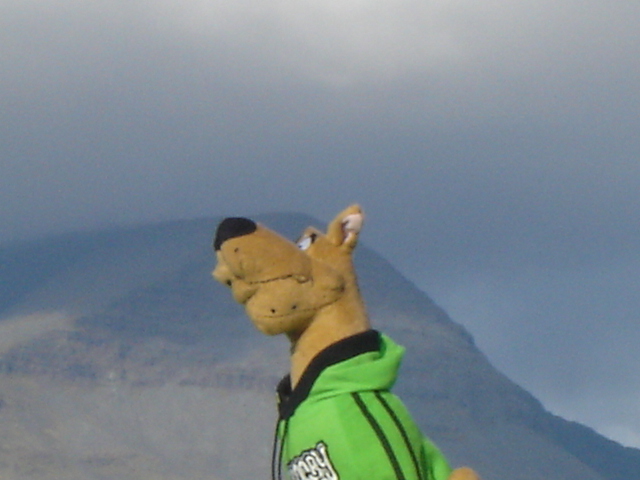 Scooby aint climbing yon munro.JPG