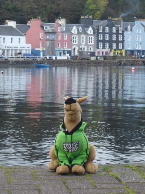 Scooby @ Tobermory.JPG