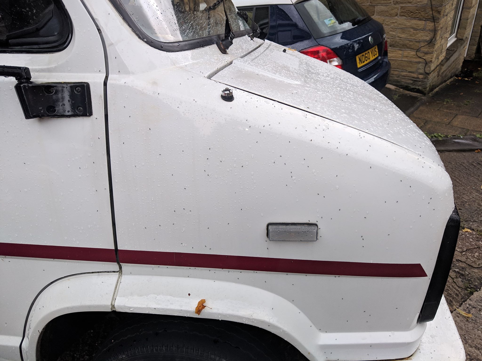 Van_Fly.jpg