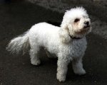 bichon-frise.jpg