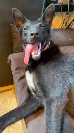 Tongue.jpeg