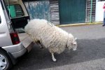 sheepswool.jpg