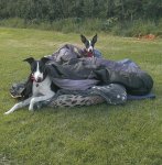 Whippets camping Jedburgh.jpg