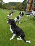 3dogs3.JPG