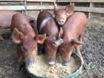 pigs.jpg