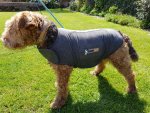 thundershirt 1.jpg