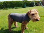 thundershirt2.jpg