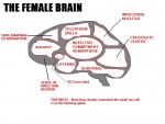 Femalebrain.jpg