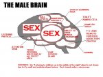 Malebrain.jpg