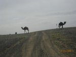 Morocco 2008-2009 3 249.jpg