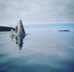 shark.jpg