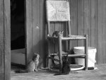 cats (2).jpg