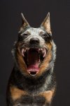 ACD mouth.jpg