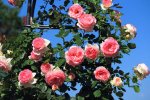 Roses.JPG