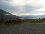 Cows at Taynuilt.jpg
