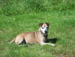 Tess @ Inverlochlarig.jpg