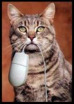 Cat-Vs-Compute.jpg Cat-Vs-Compute.jpg